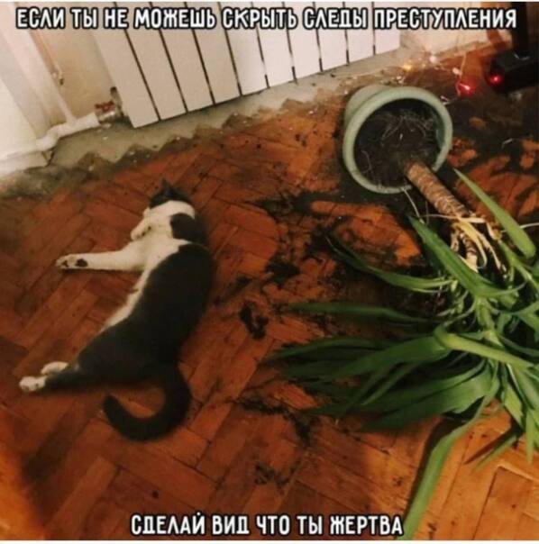 Котики...